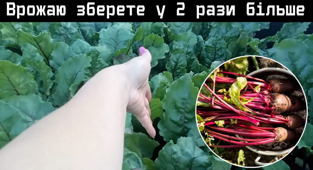 Бачите листя на буряку? Час підживлювати: це 1 добриво робить коренеплоди величезними 