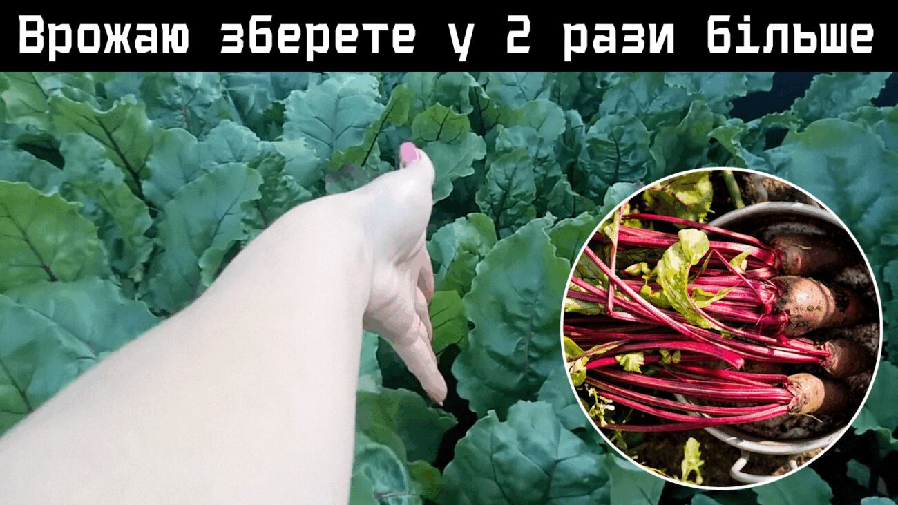 Городники порадили ефективну підживку для буряку