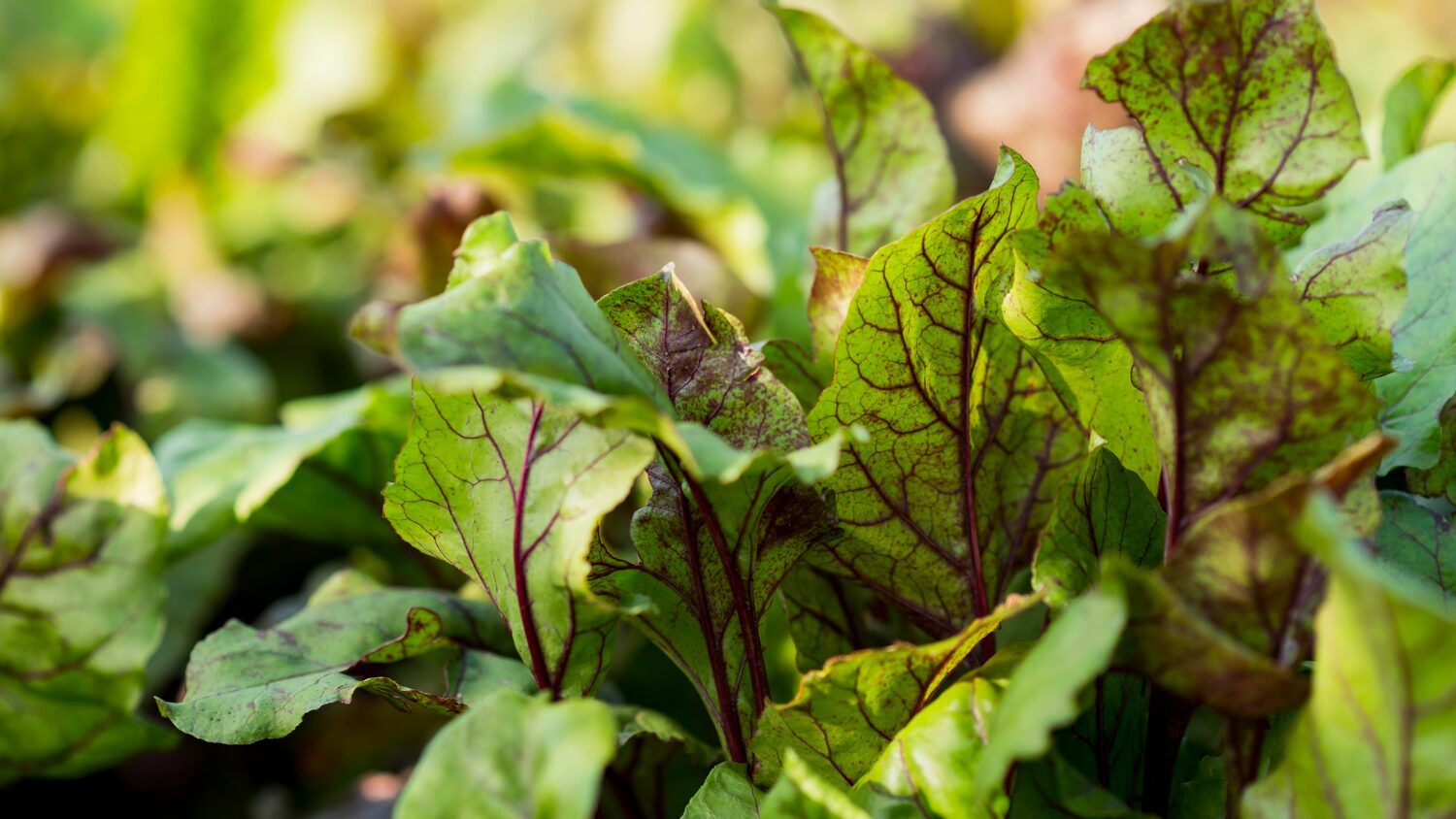 Городники назвали 4 літні підживки для солодкого та великого буряка