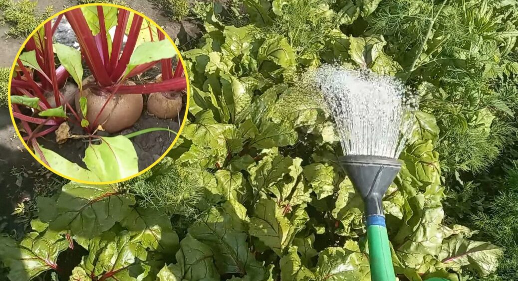 Цей зольний настій змінює буряк до невпізнання: солодкий і соковитий без жодної хімії 
