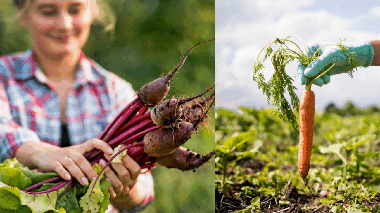 Фермери пояснили, на якій відстані садити моркву та буряк