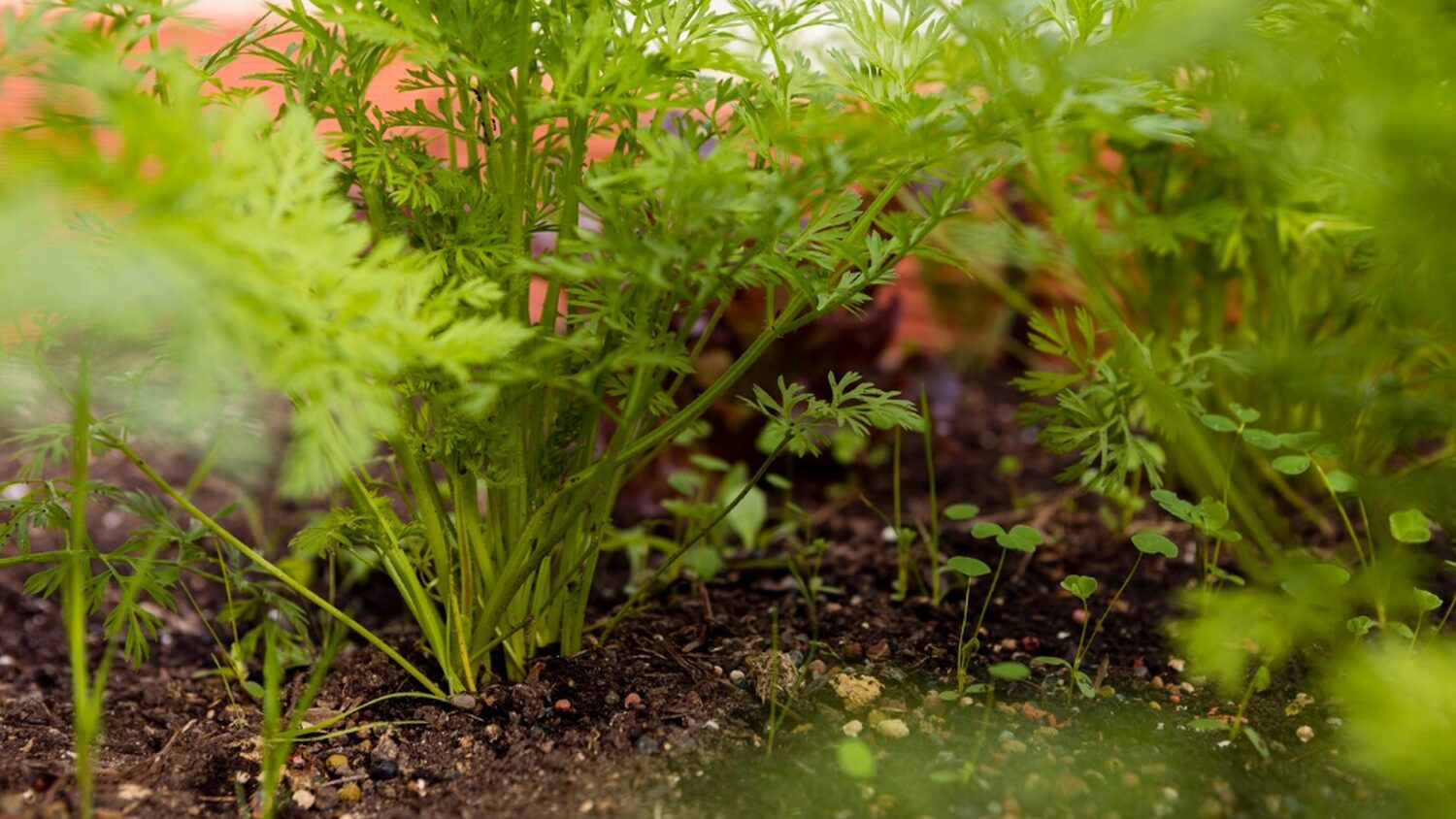 Городники розповіли про найкращу схему для посадки буряка та моркви