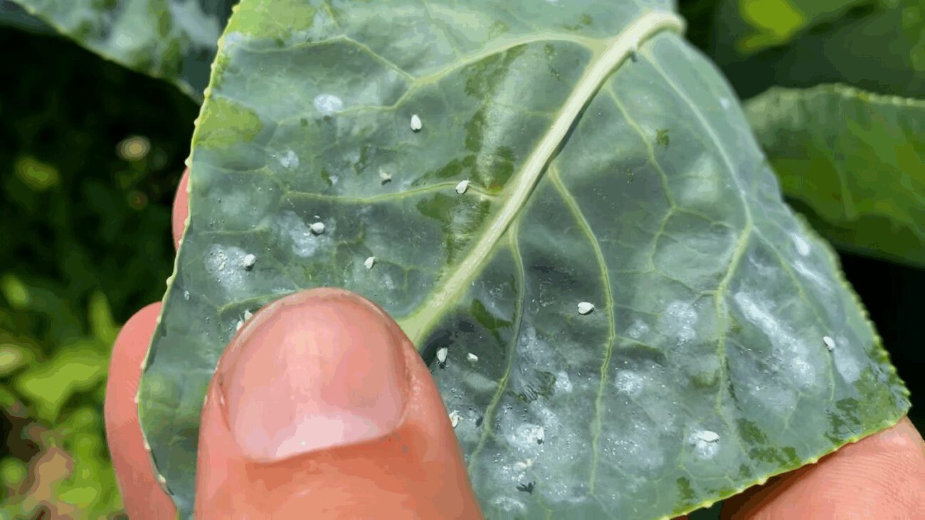 Аграрії порадили, що садити біля капусти, щоб не було білокрилки