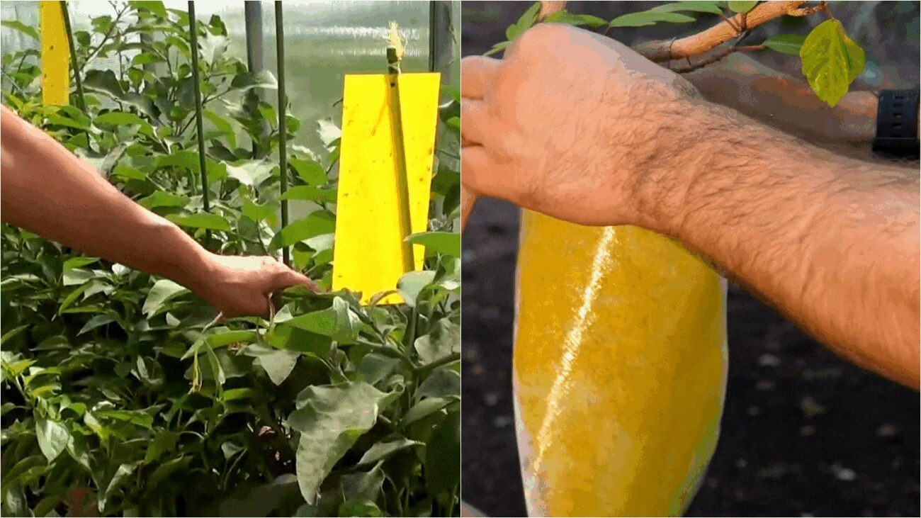 Пастки від білокрилки — простий, ефективний та екологічний метод проти шкідників