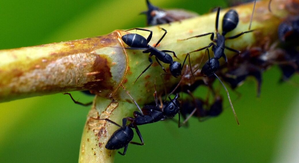 Щоб на стовбурі жодної мурахи: 2 препарати для плодових дерев, які працюють моментально 