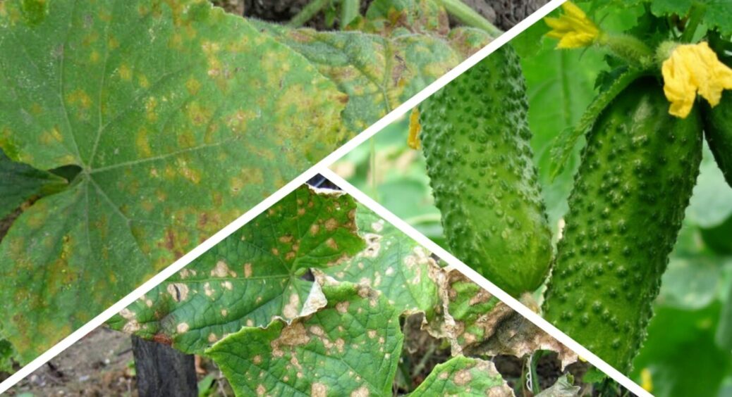 10 з 10 городників Рівненщини підтверджують: ця обробка зупиняє борошнисту росу на огірках 