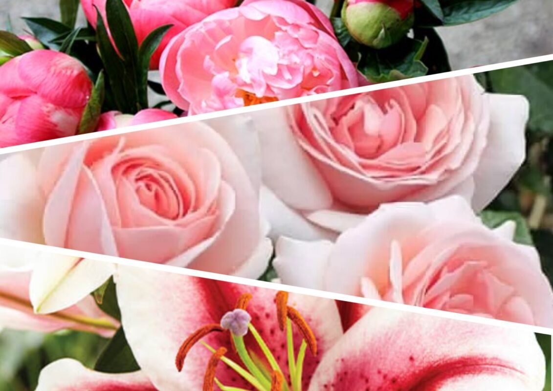 Бурштинова кислота пришвидшить укорінення та зацвітання квітів