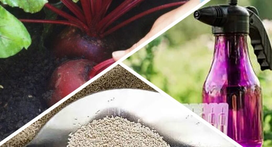 Буряк росте наче бур’ян: ось що дає їм силу щедро плодоносити у спеку – 1 секрет агрономів 