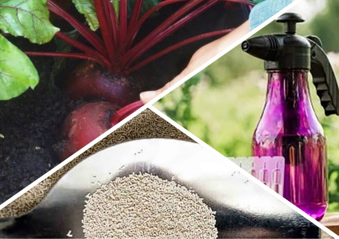 Чим підживити буряк у червні під час спеки