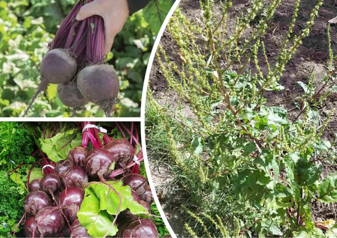 Причини стрілкування буряка