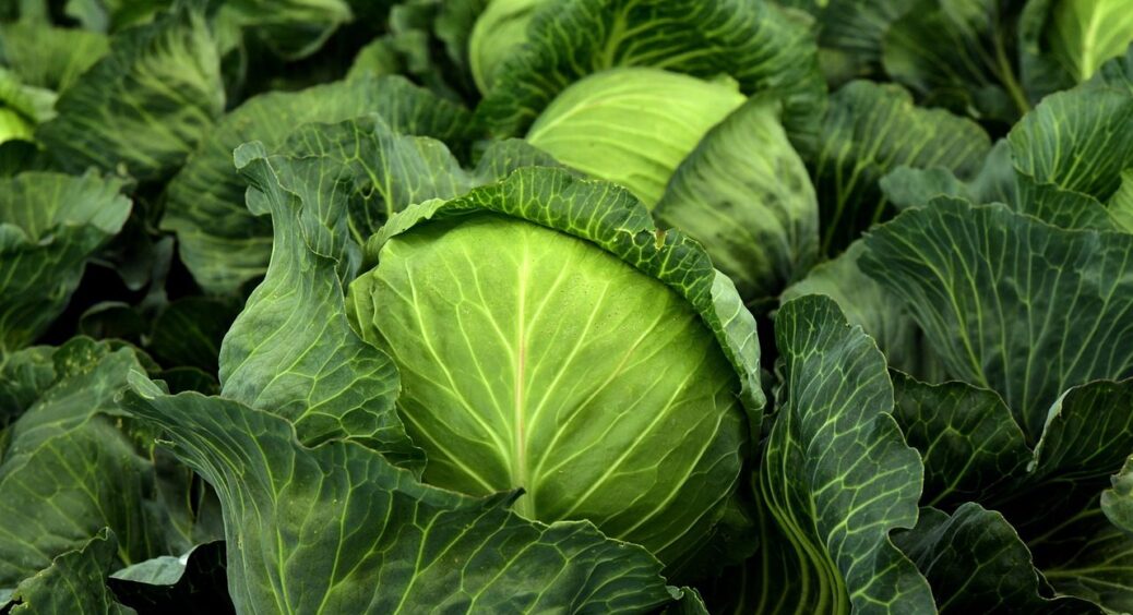 Капусту хтось їсть ночами — рятую листя розчином з кухні: дієвий рецепт моєї тітки з Одеси 