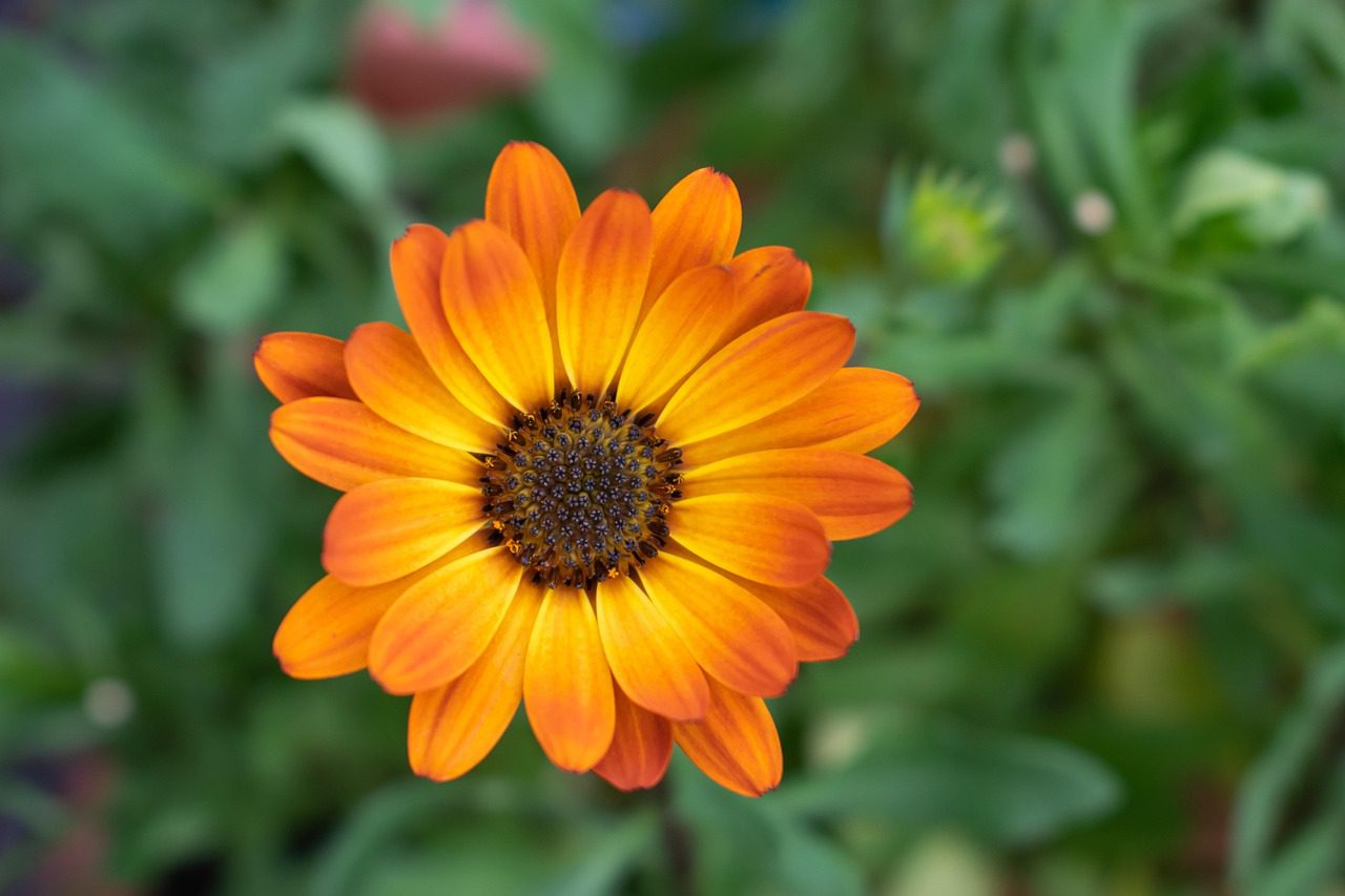 Дачники розсекретили список рослин, які передбачають дощ Дачники розсекретили список рослин, які передбачають дощ