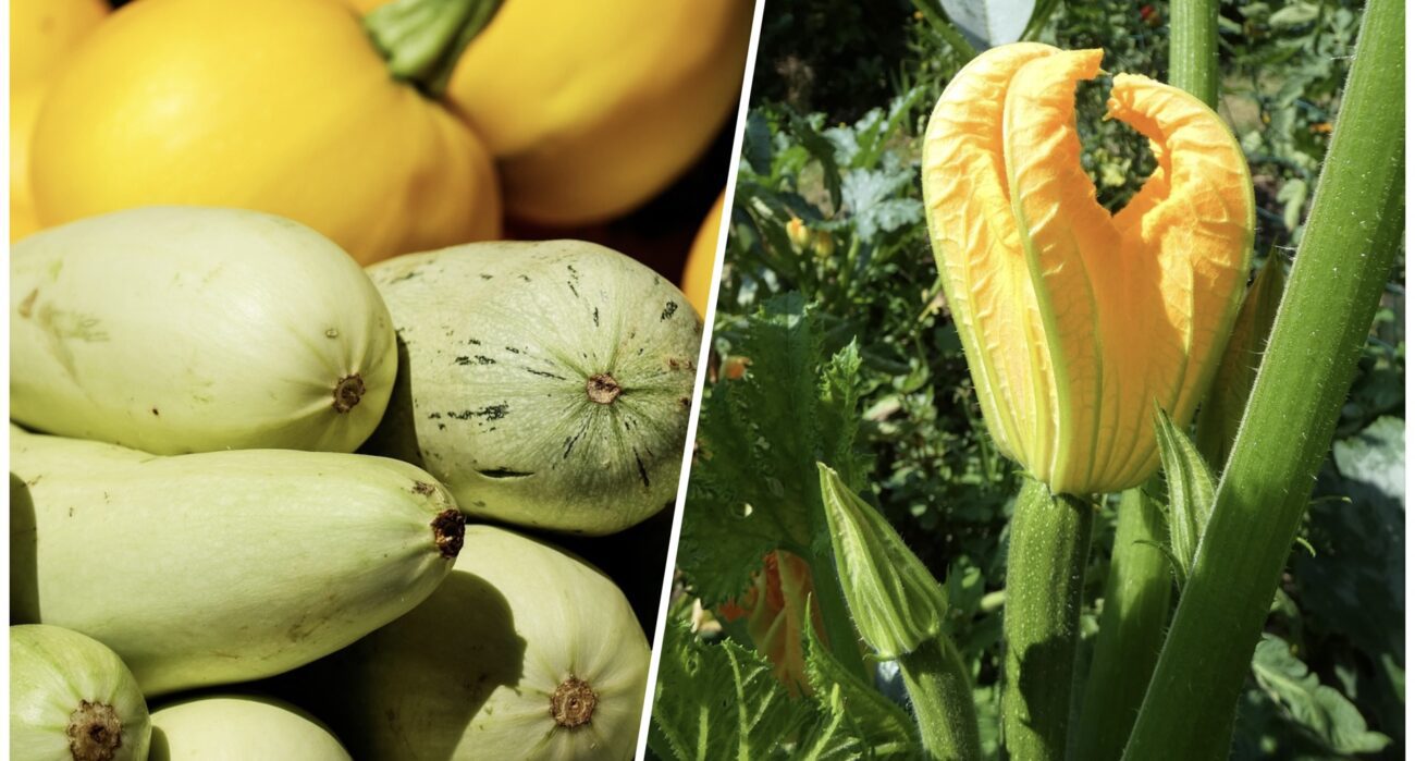 Городник назвав 3 найкращі сорти цукіні для вирощування