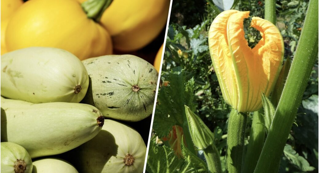 Ідеально жовті, ідеально ніжні: 3 сорти цукіні, які вирощуються як ніколи просто 