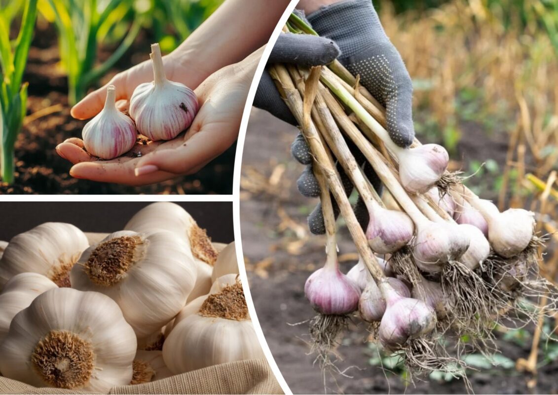 Як вберегти часник від пересихання