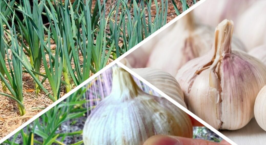 Найкращий старт для городника-новачка: до 25 червня часнику 1 ложку на відро води і поливаємо 