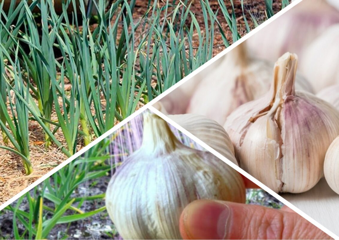 Чим підживити часник для збільшення голівок