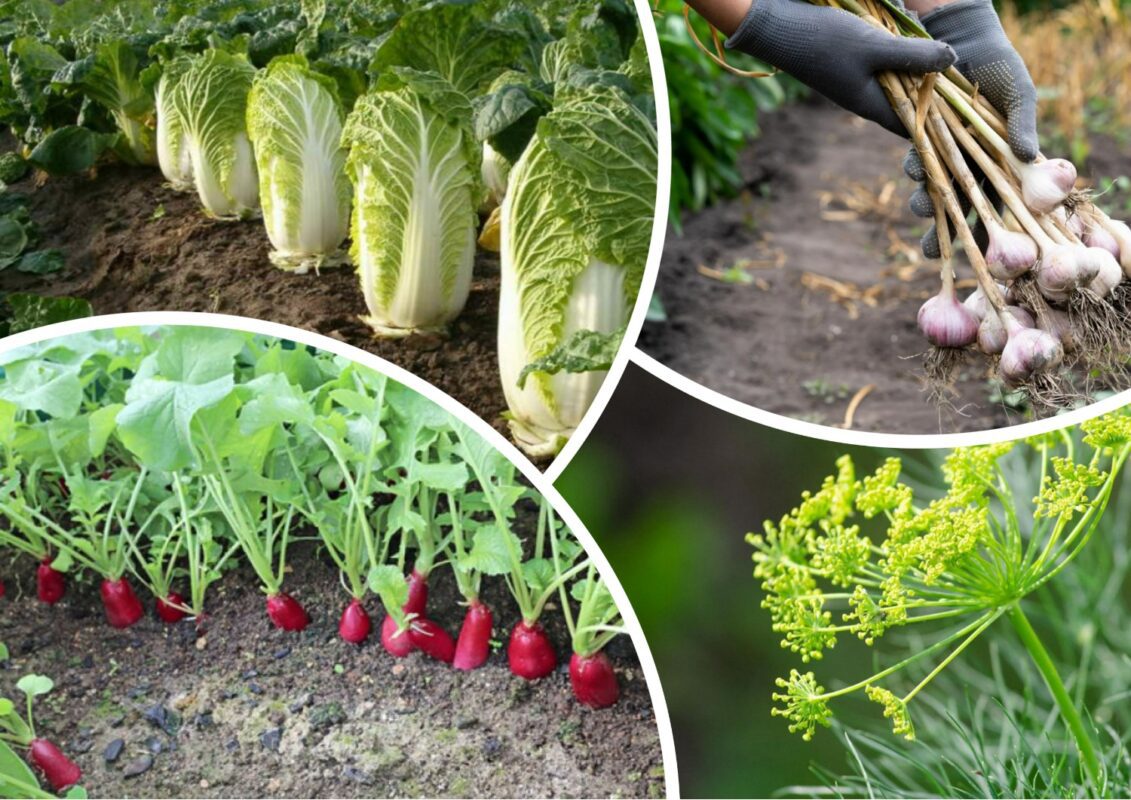 Що висадити у липні після збору врожаю часнику