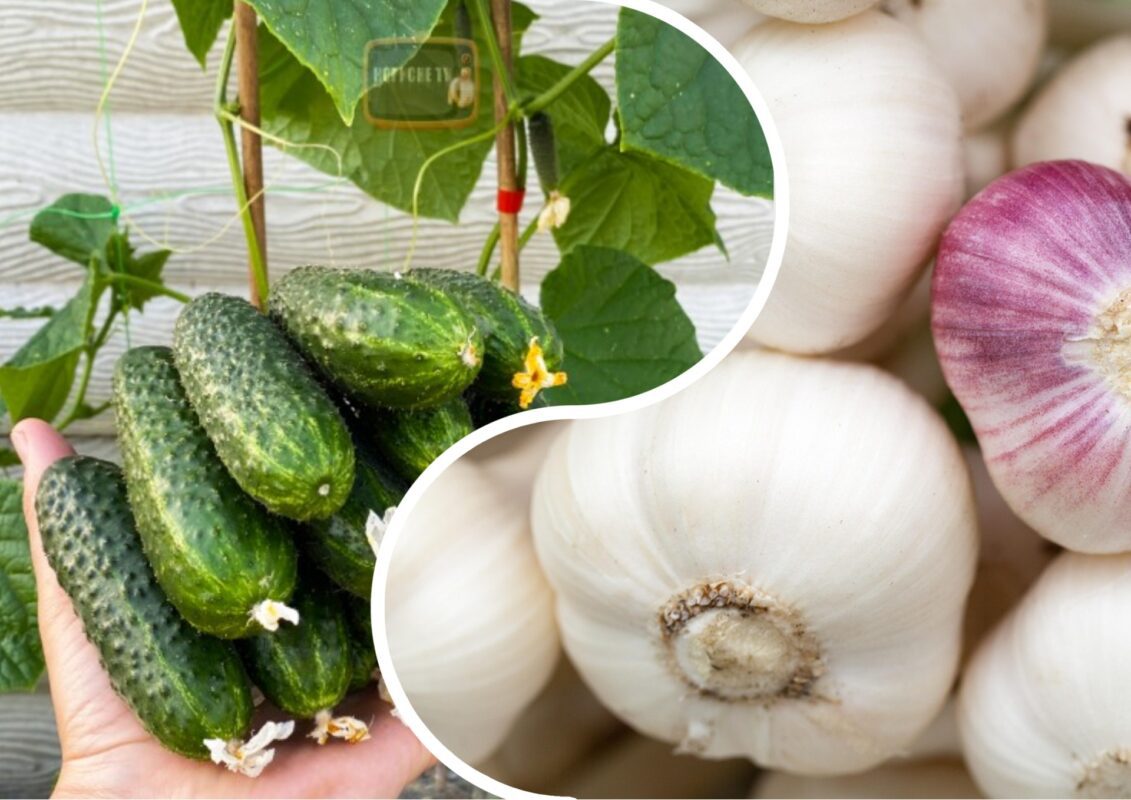 Садівники пояснили, що слід обов'язково зробити для гарного росту огірків