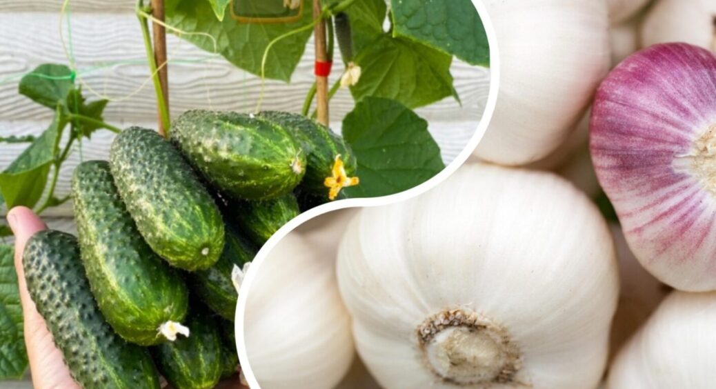 Врожаю мінус 50%: причина банальна – небезпечне сусідство. Не садіть огірки біля часнику 