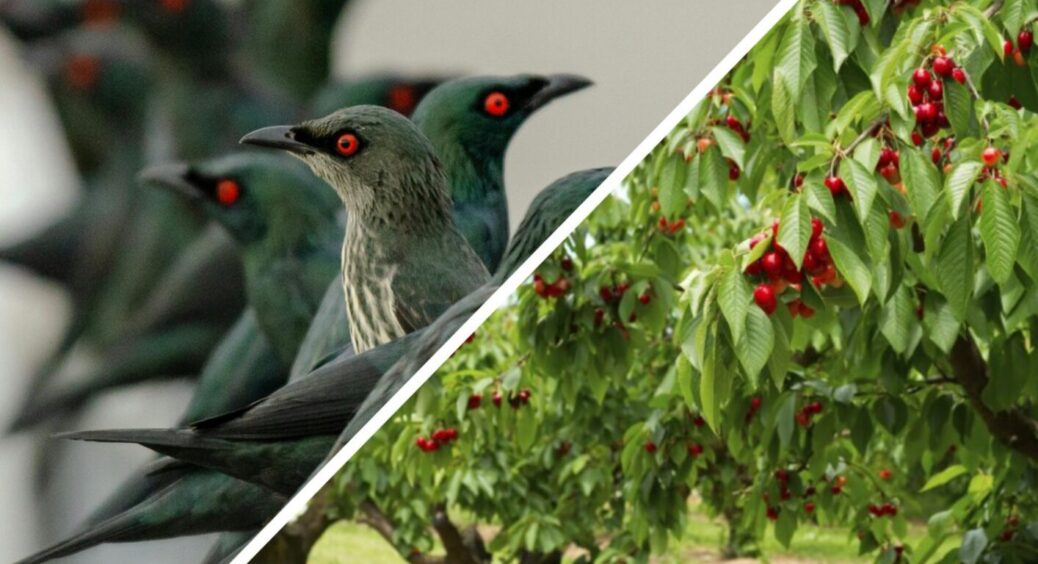 Не для птахів черешня вродила: безболісно проганяємо пернатих із саду, щоб не псували ягоди 