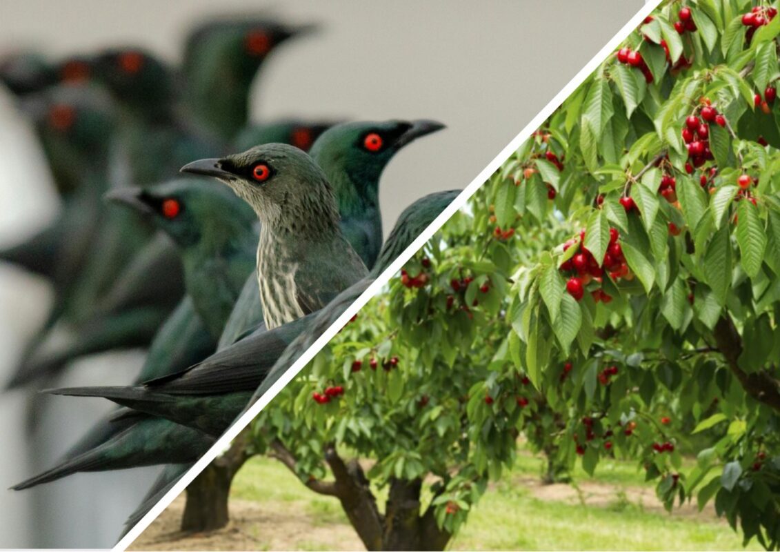 Як врятувати урожай черешні від птахів