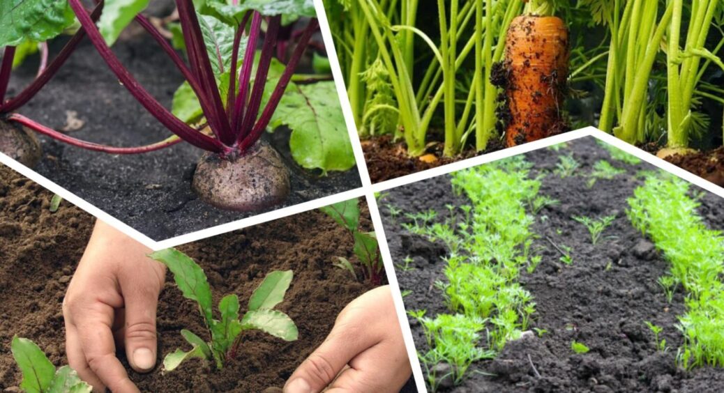 Терміново саджаємо моркву та буряк! Останні сприятливі дні червня 2025 за посівним календарем 