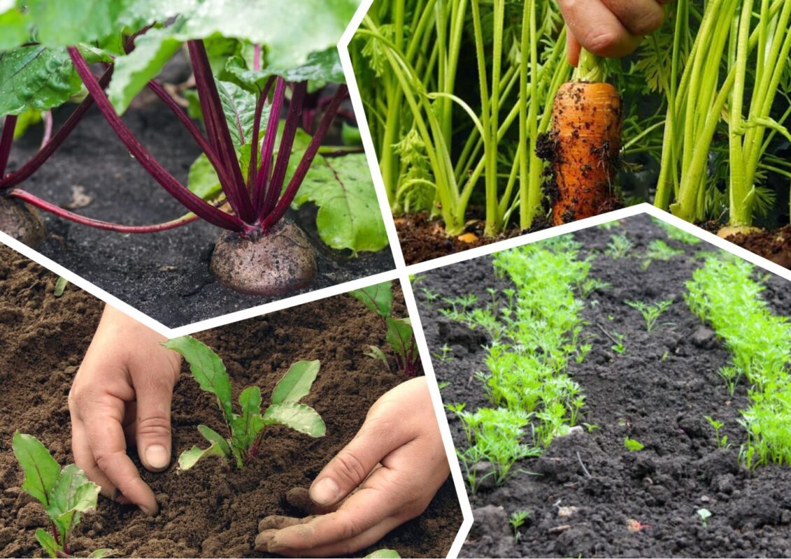 Коли висаджувати моркву та буряк у червні