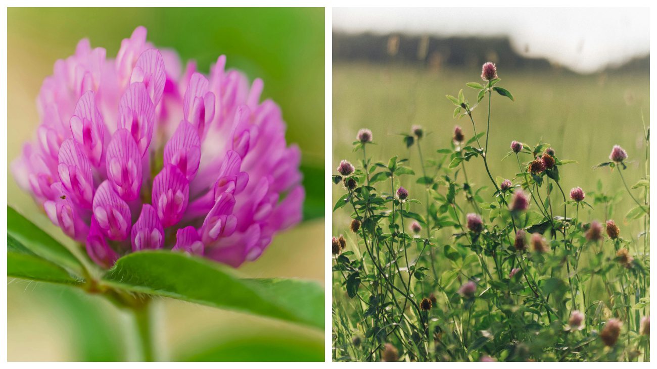 Садівники пояснили, яка рослина з городу чудово відновлює волосся та шкіру