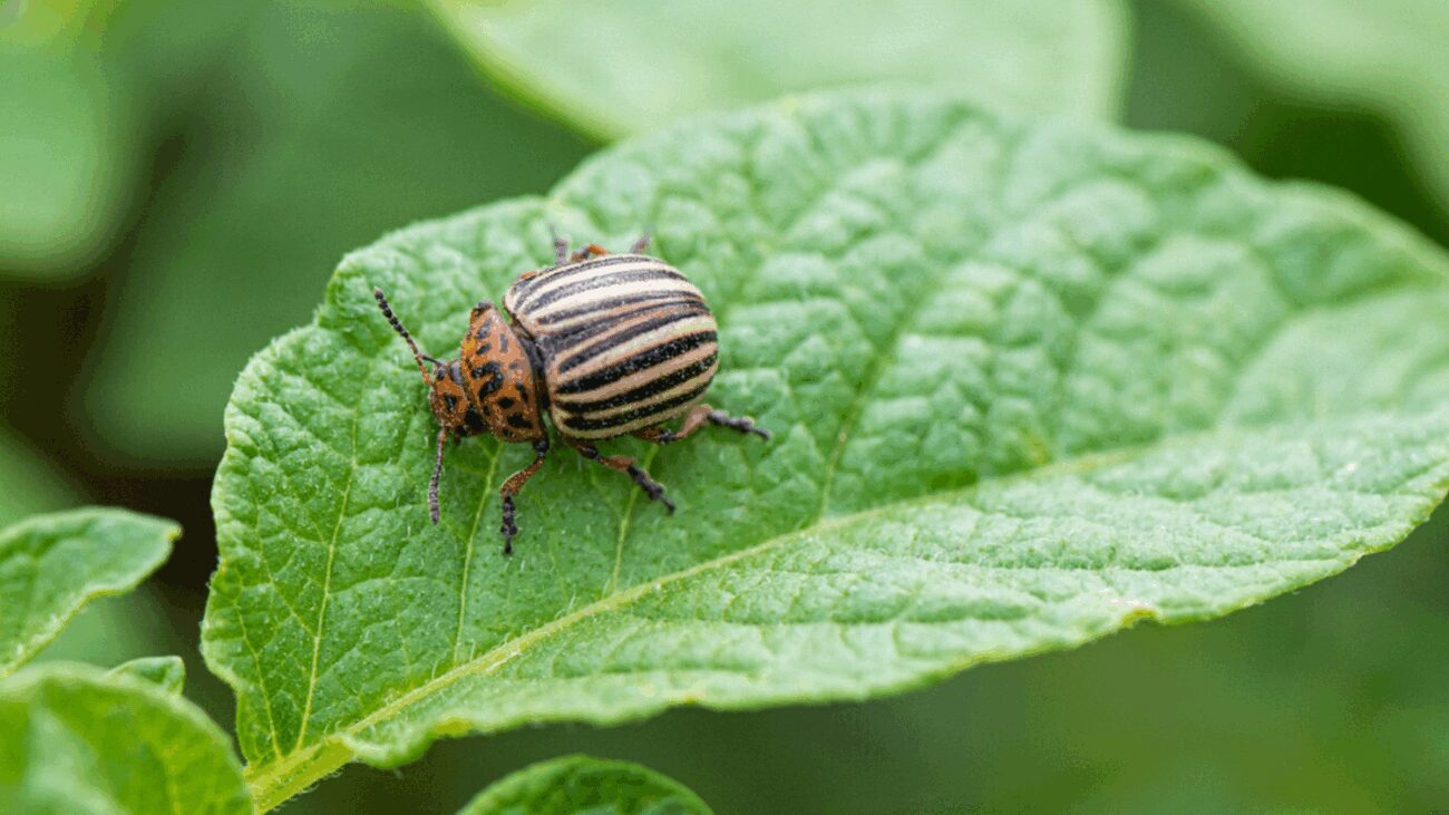 Фермери розповіли, як захистити картоплю від жуків дешевим засобом