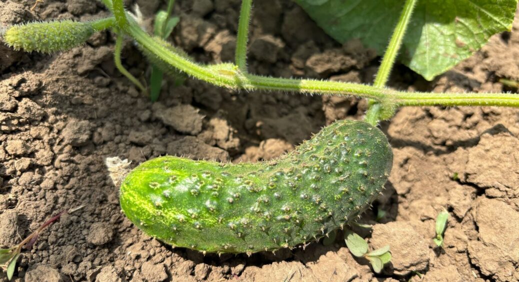 Щоб ваші огірки плодоносили без зупинки, дайте їм це в спеку! Результат вже через 24 години 