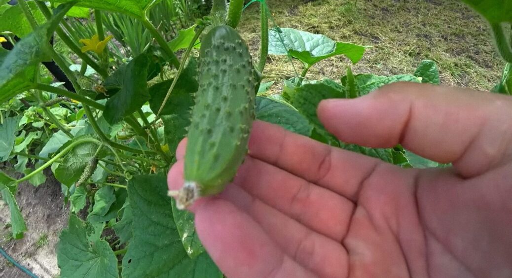 Не зола та не дріжджі: ось чим на Львівщині підгодовують огірки вже понад 30 років – врожаю море 