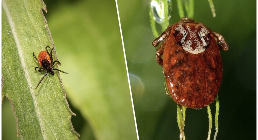Новини здоров’я: вчені провели лабораторне дослідження – у кліщів є “улюблена” група крові 