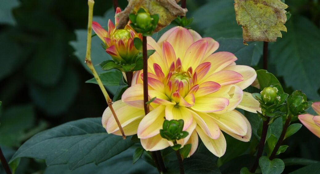 Календар посадок на липень 2025: ці 6 культур дають урожай до перших заморозків 