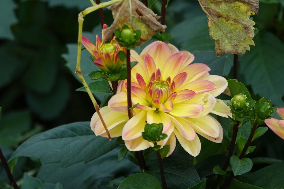 Посівний календар на липень 2025