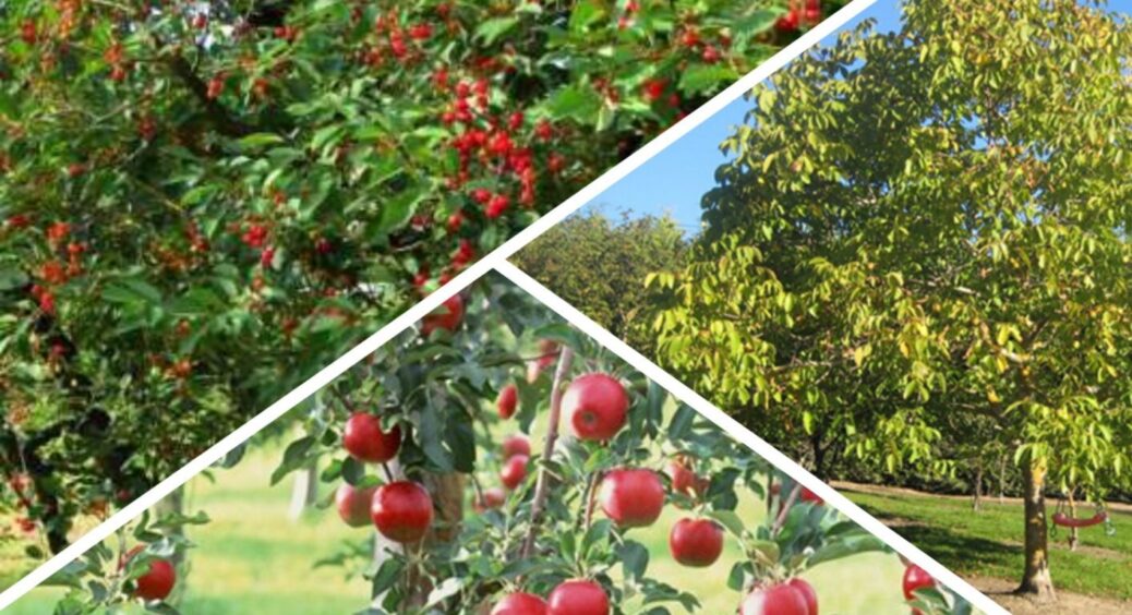 Відстань має значення: надумали садити дерево – відступіть від паркану, і не 1 метр 