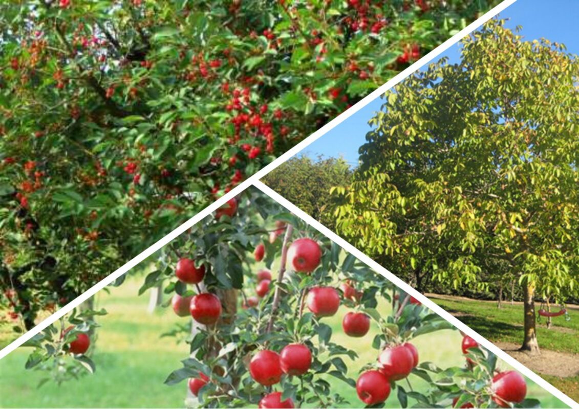 Агроном розповів, які рослини необхідно накрити взимку