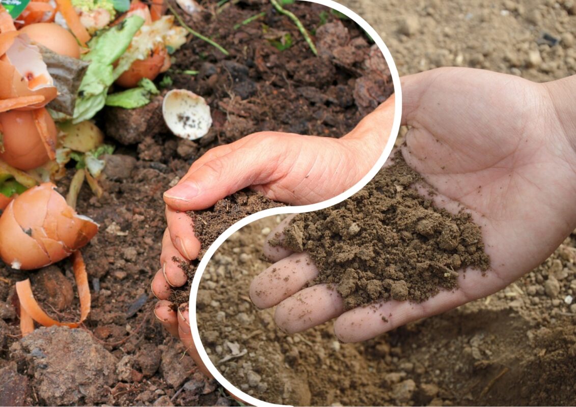 Садівники з Тернопільщини пояснили, яке підживлення сприяє росту картоплі