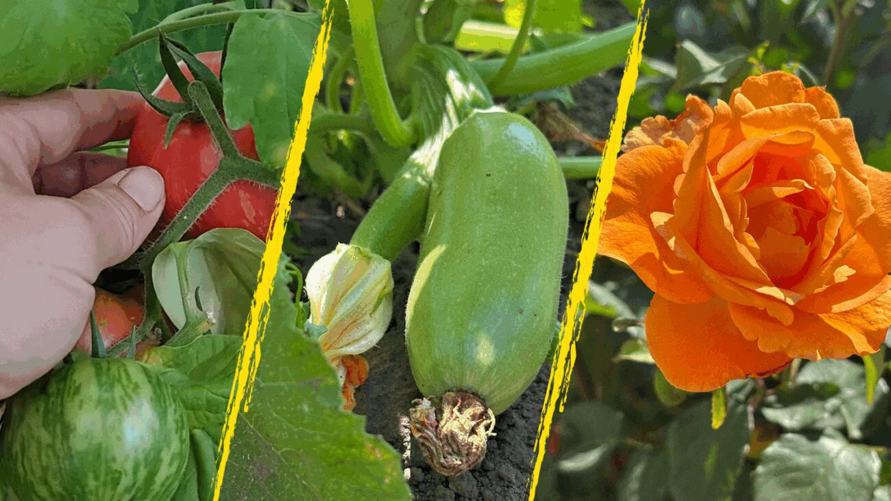 Агрономи пояснили, як діє дріжджова вода на сад та город