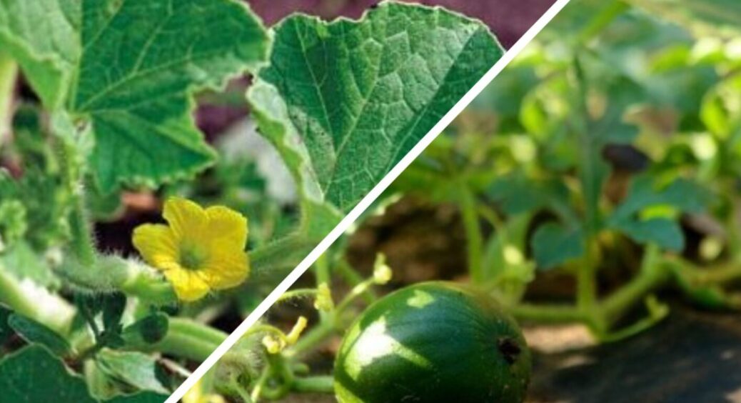 1 пакетик у відро води – дині виростають величезними: чим полити їх у червні 2025? 