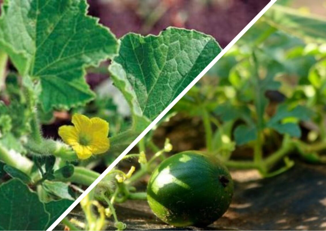 Чим підживити дині у червні