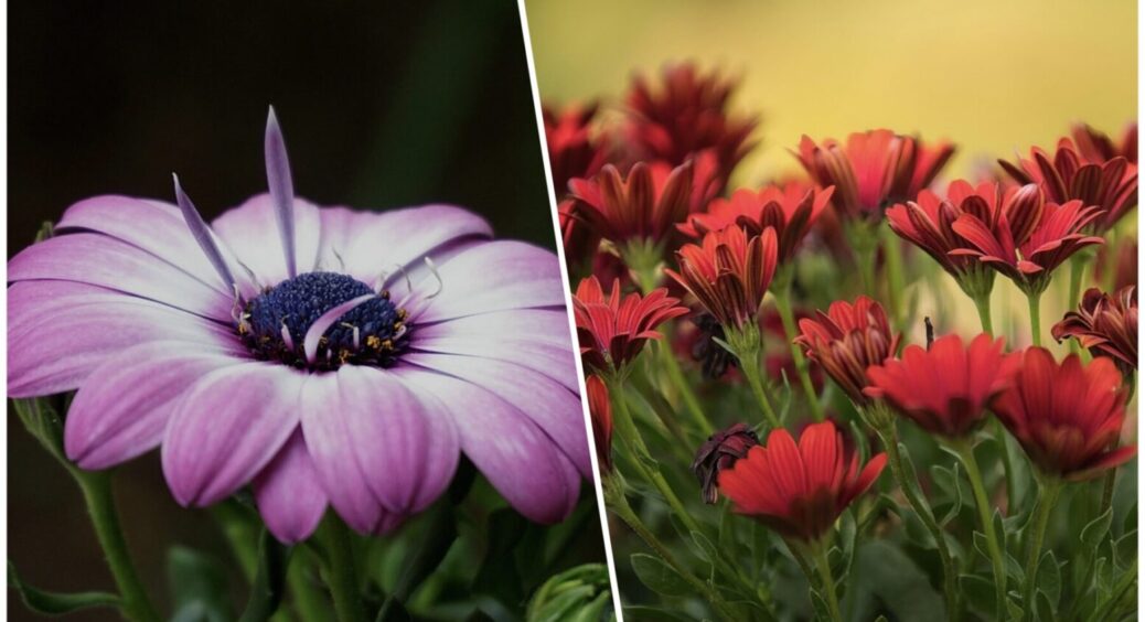 Не польові ромашки, а королівські: 3 сорти для розкішного саду – великі, ефектні і незабутні 