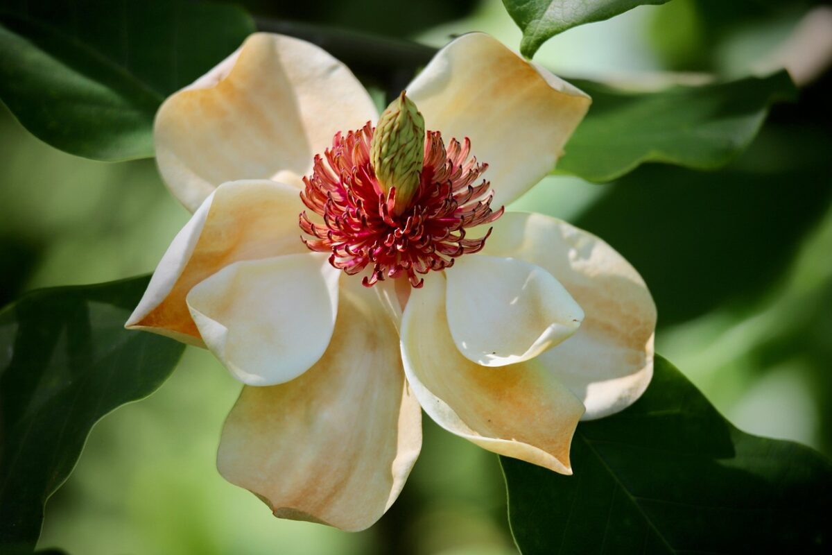 Які рослини більше не вирощують на Одещині і чому