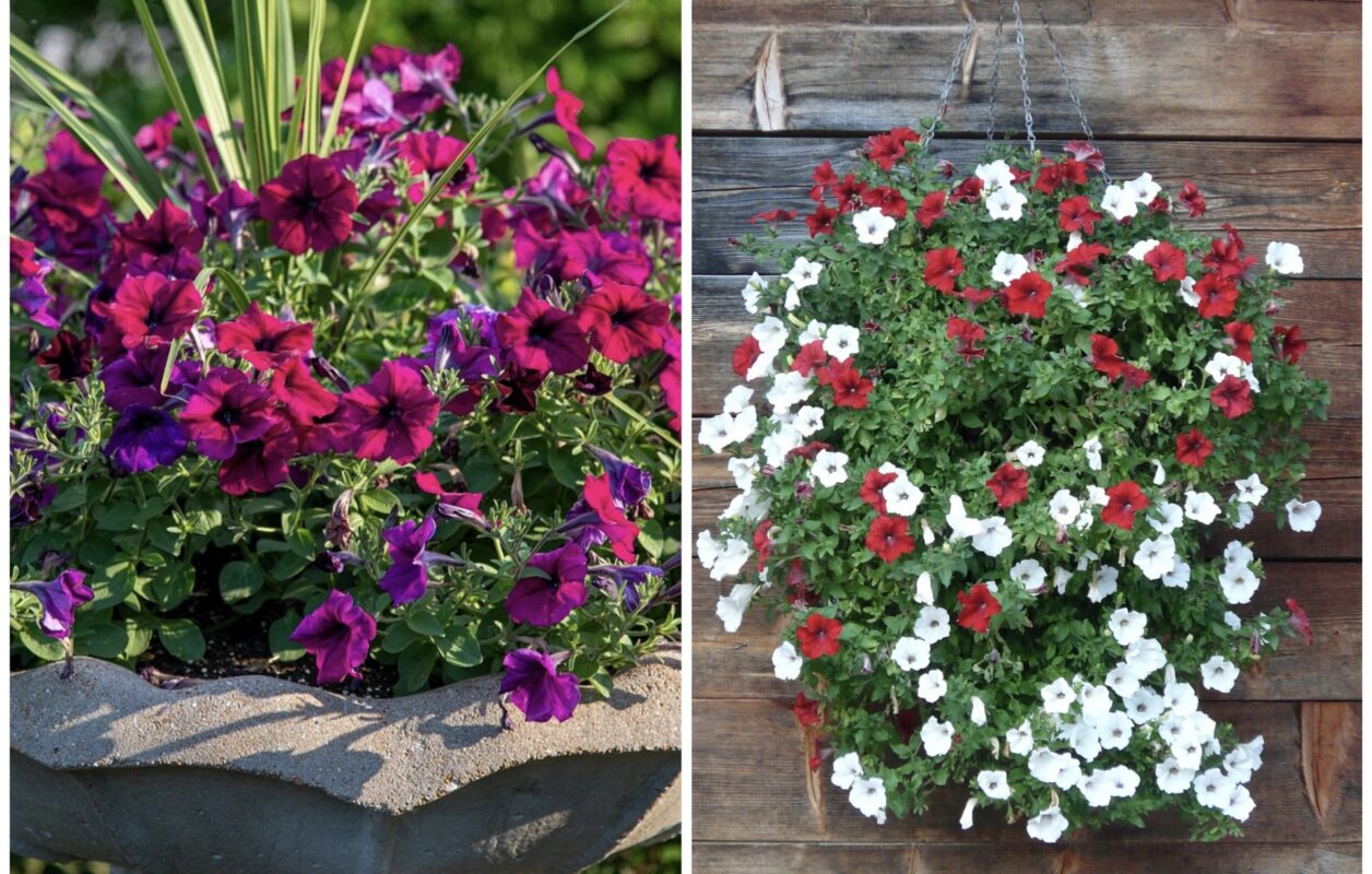 Експерт розповів, що робити з петунією після висадки у вазон 
