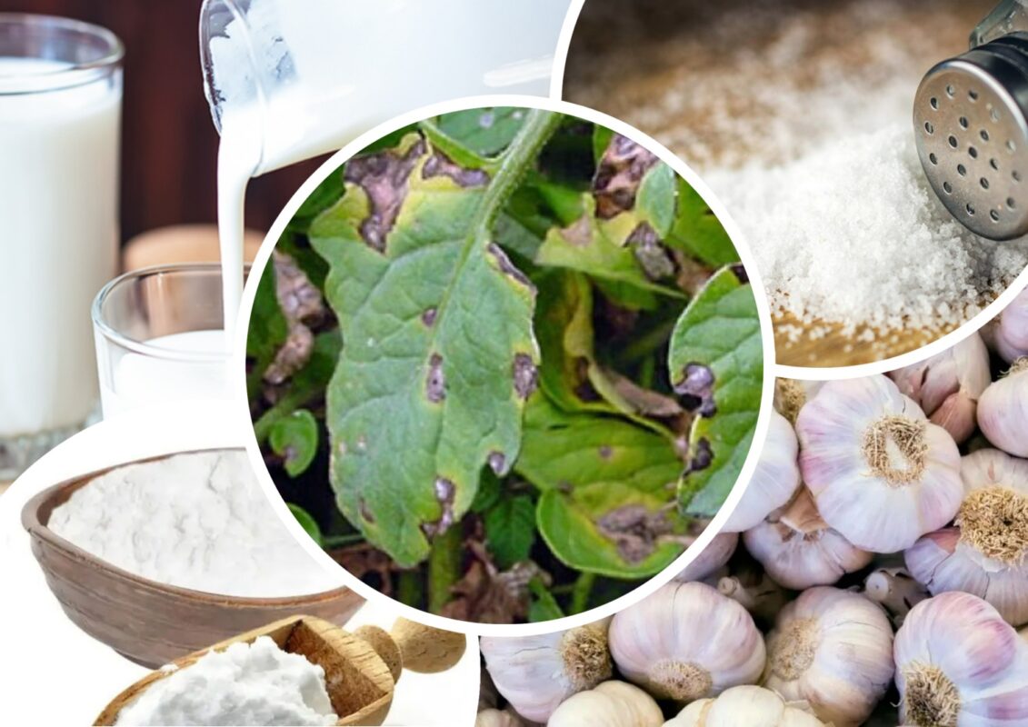 Як запобігти появі фітофтори на городині