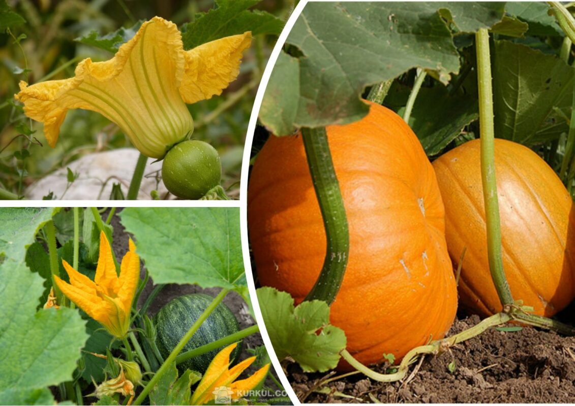 Агроном розповів, як виростити розкішні гарбузи у себе на городі