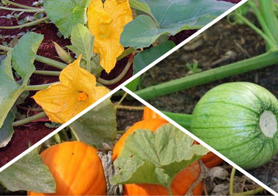 Садівник розповів, як виростити гігантські гарбузи