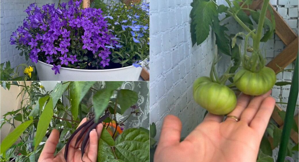Празькі балкони стали грядками: як українці вирощують рослини за кордоном без городу? 