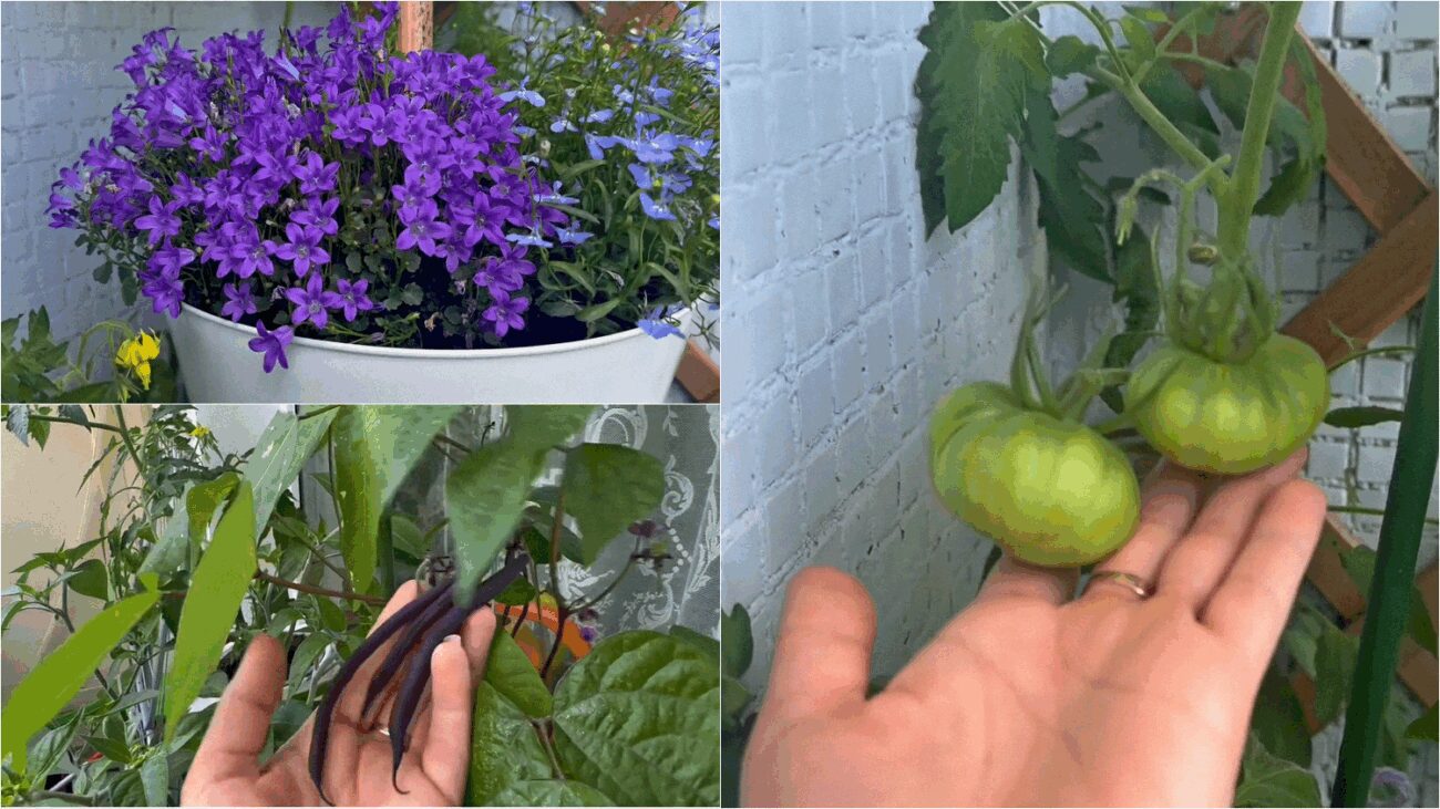 Українці показали, як облаштовують грядки на балконах у Празі