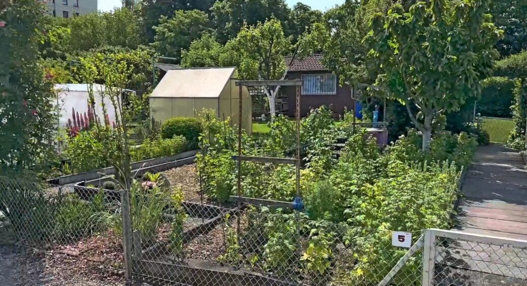 Це не добриво, а чарівна паличка: ось чим на Прикарпатті рятують грядки від дощів 2025 